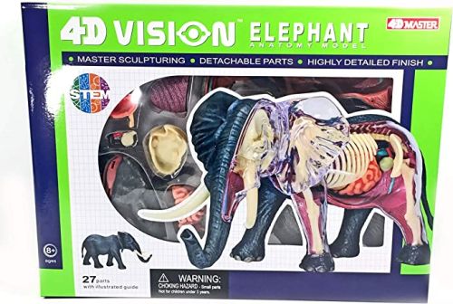 4D Elephant Anatomy
