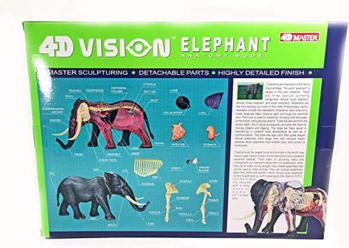 4D Elephant Anatomy
