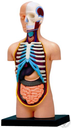 4D Human Anatomy-Small Torso