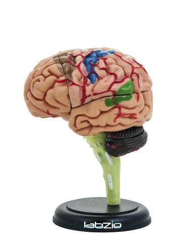 4D Human Anatomy-Human Brain